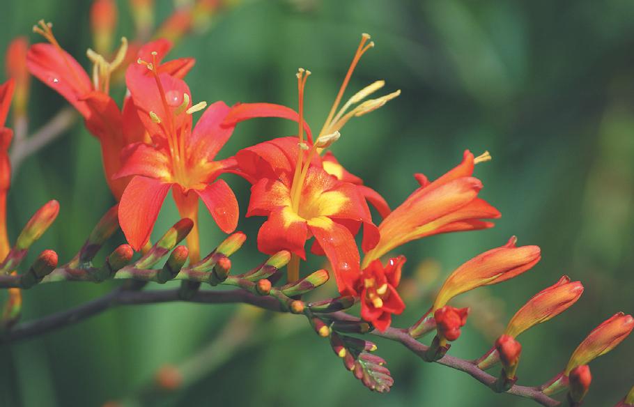 crocosmia-jochem.jpg