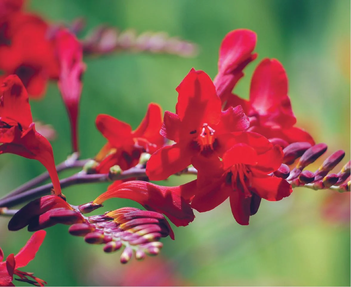 crocosmia-diablito.jpg