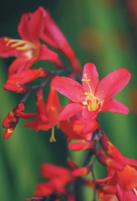 crocosmia-carmelita.jpg
