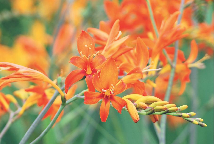 crocosmia-paulbunyan.jpg