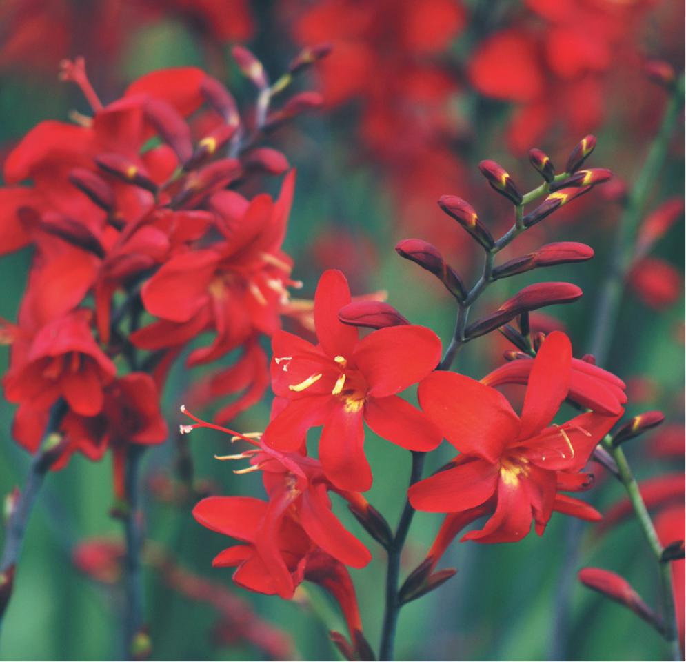 crocosmia-erika.jpg