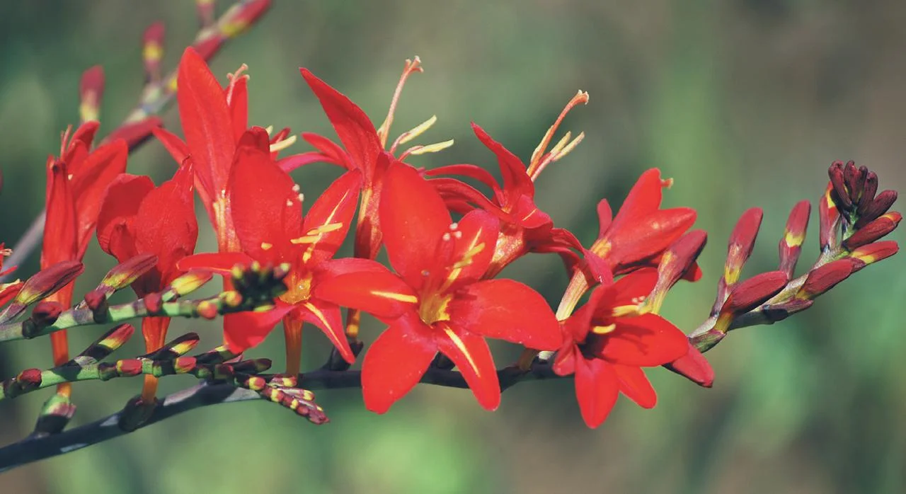 crocosmia-veracruz.jpg