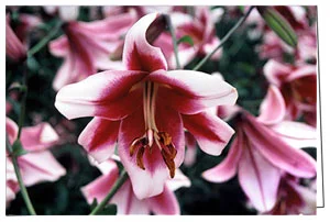 tlg-giftcertificate-card.jpg