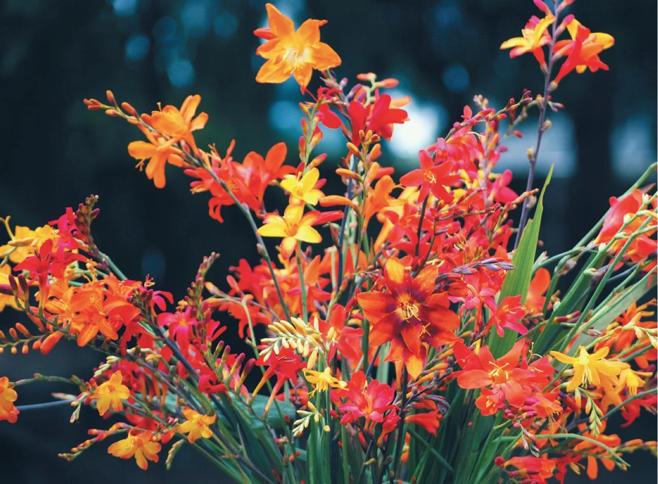 specialcollections-crocosmia-fullpalette.jpg