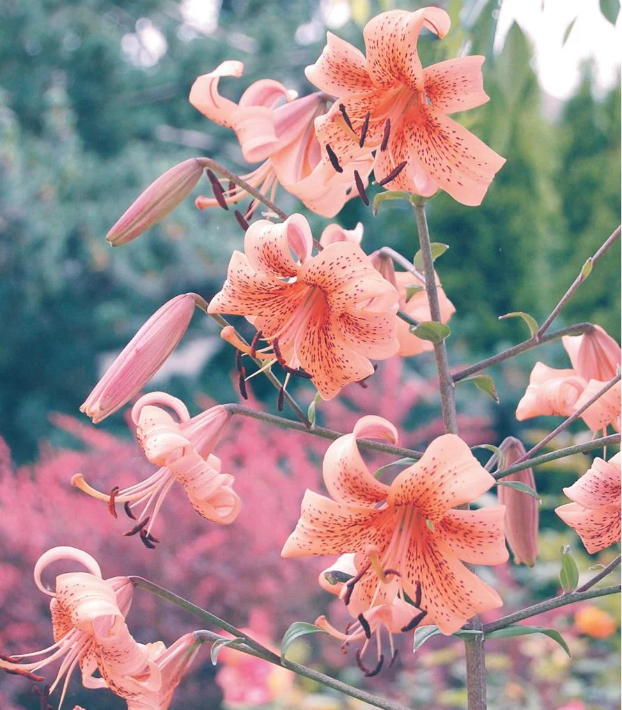 asiatic-peach-tigerbabies.jpg