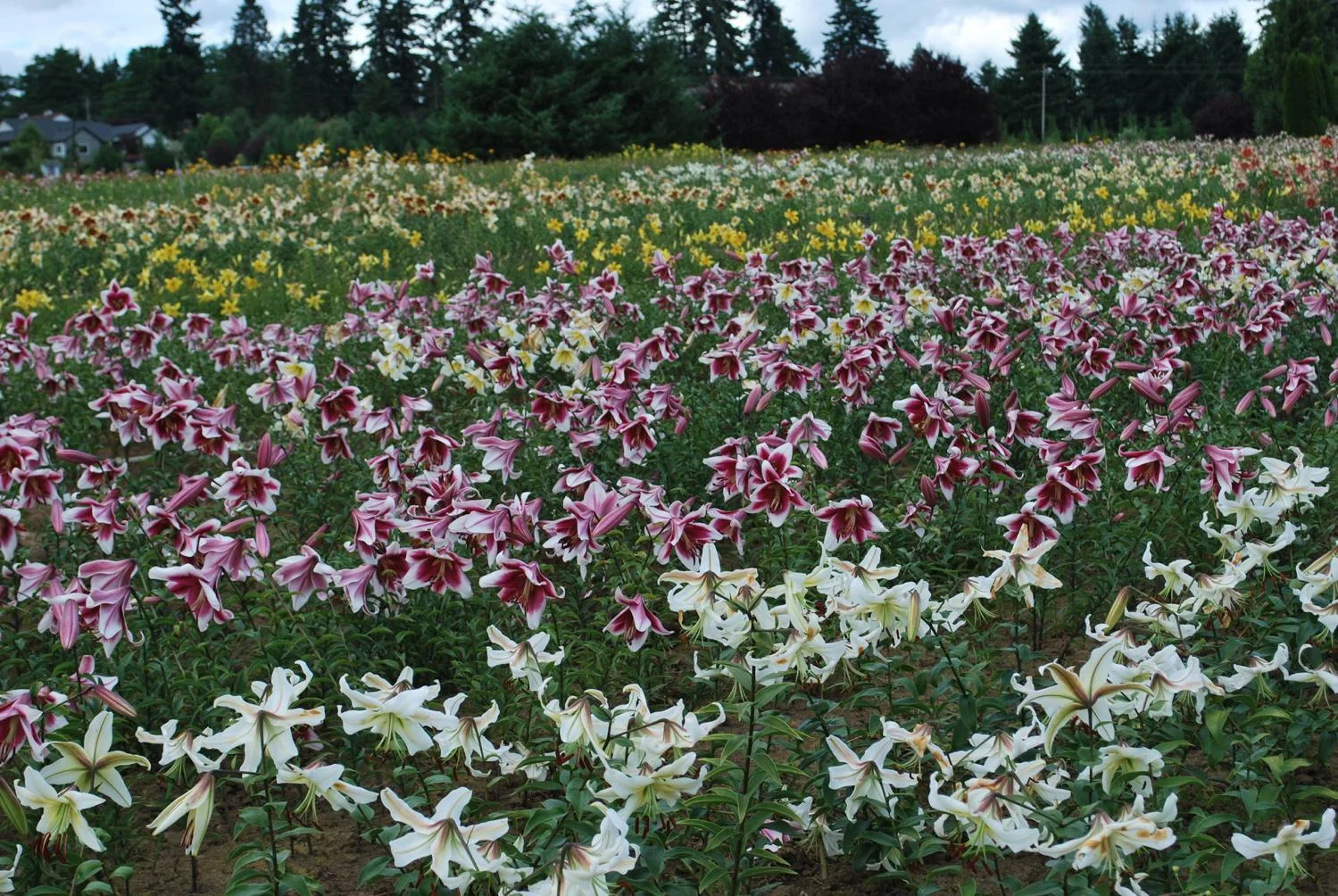 FieldDSC_1740-1499x1004.jpg