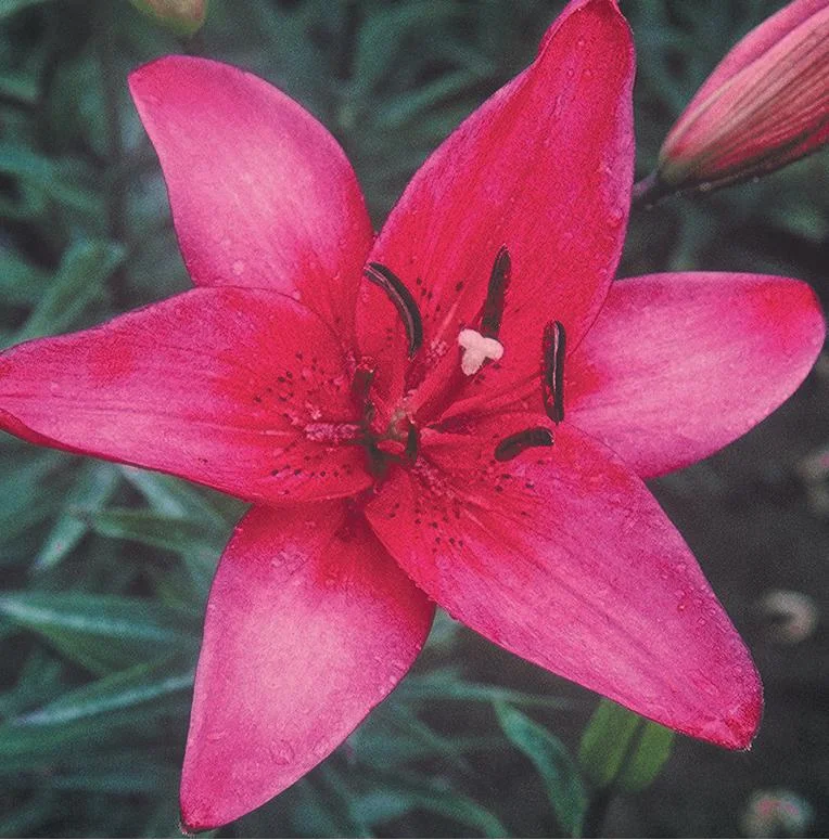asiatic-marilla.jpg