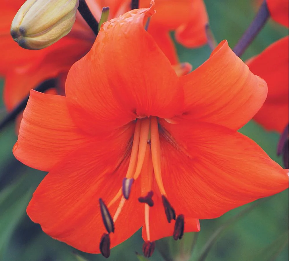 asiatic-orangered-libertyhydebailey.jpg