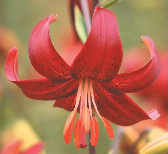 asiatic-orangered-redvelvet-cu.jpg
