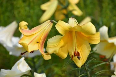 FlugelhornSelectDSC_0921 1.jpg