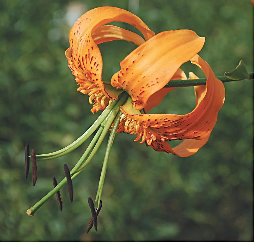 trumpetaurelian-liliumhenryi.jpg