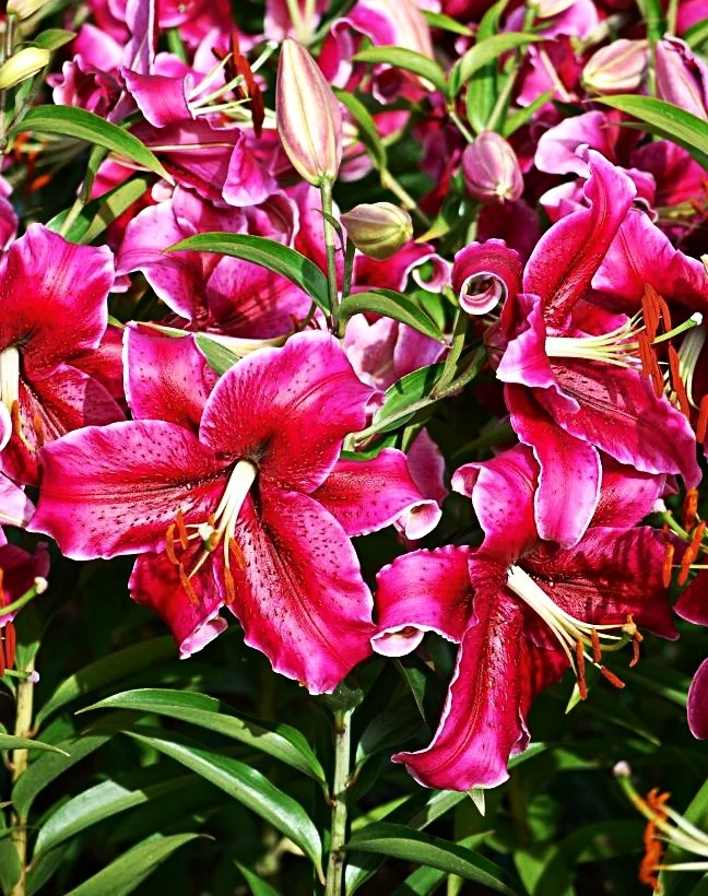 ‘Rio Negro’ — The Lily Garden