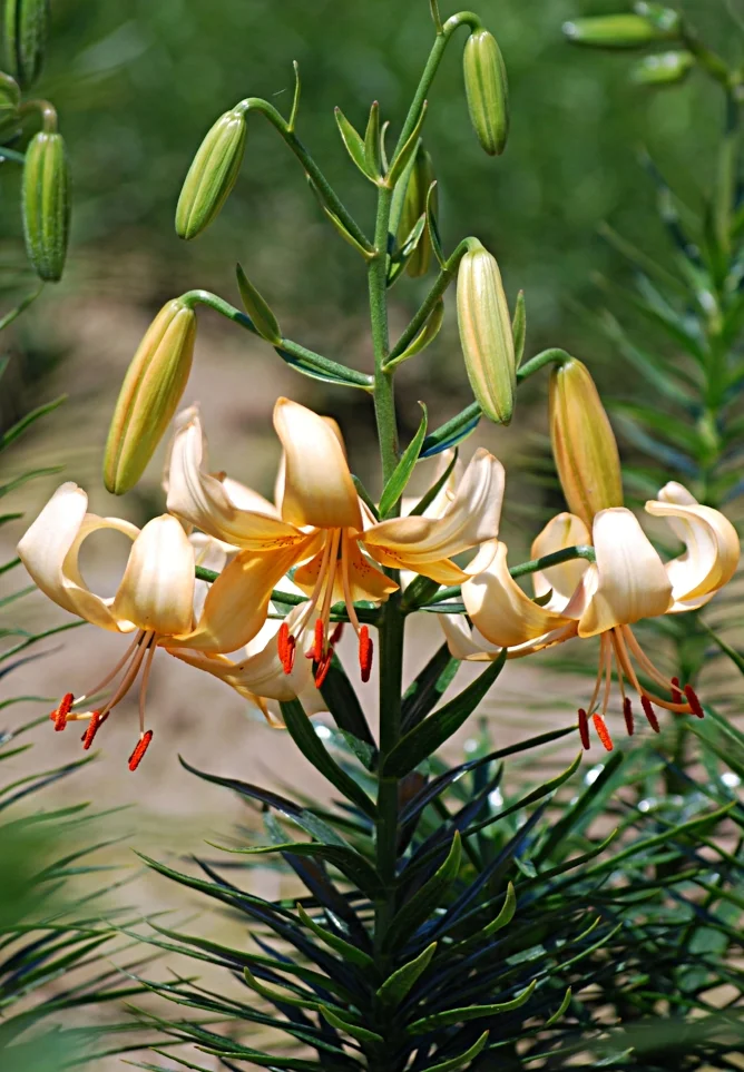 PeachButterfliesDSC_7728.JPG