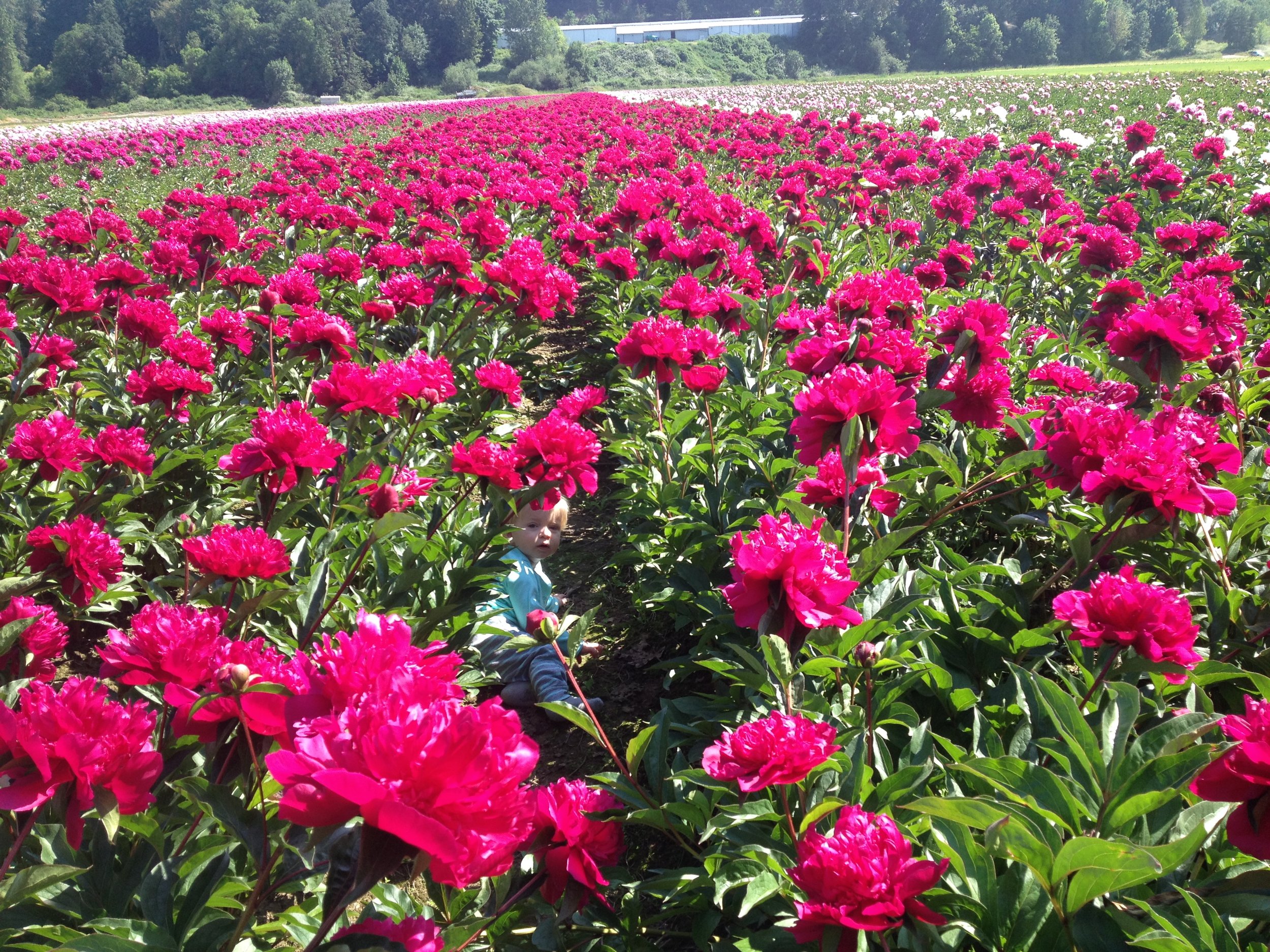 Peonies The Lily Garden