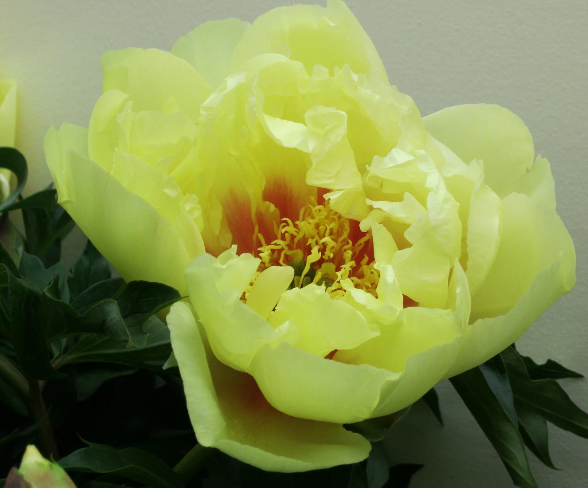 Peony Itoh hybrid 'Bartzella' — The Lily Garden