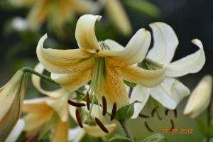 GlorianaDSC_0593.JPG