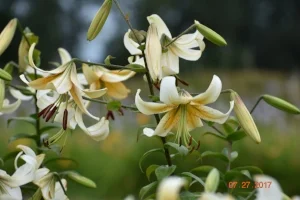 GlorianaDSC_0595.JPG