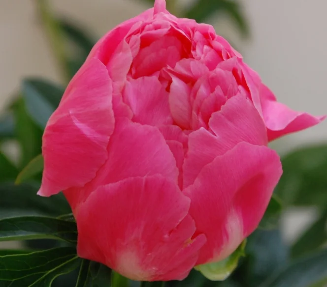 PeonyPinkHawaiianCoralDSC_9235.JPG