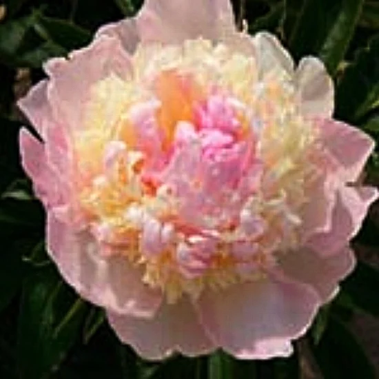 peony Raspberry_Sundae s[6444].jpg