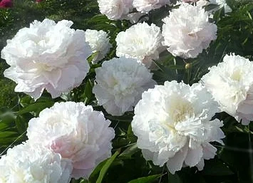shirley temple 2.jpg