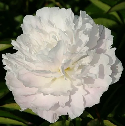 shirley temple.jpg