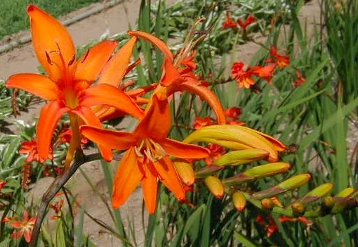 zealgiantorange2.jpg