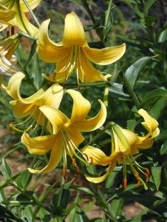 New! ‘County Clare’ (Sherwin)