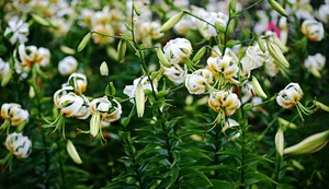 Madame Butterfly' — The Lily Garden