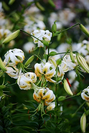 Madame Butterfly' — The Lily Garden