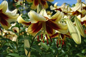 Miss Libby The Lily Garden