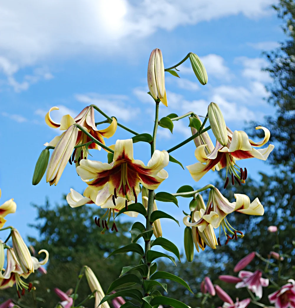 Miss Libby' — The Lily Garden