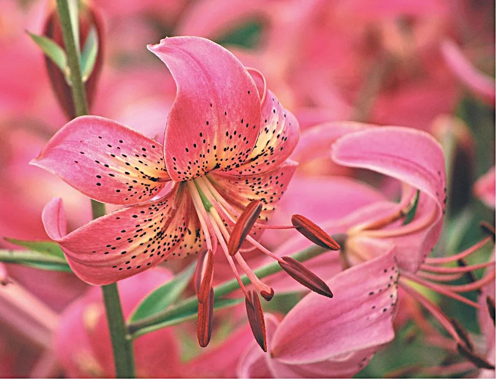 'Iowa Rose'  The Lily Garden