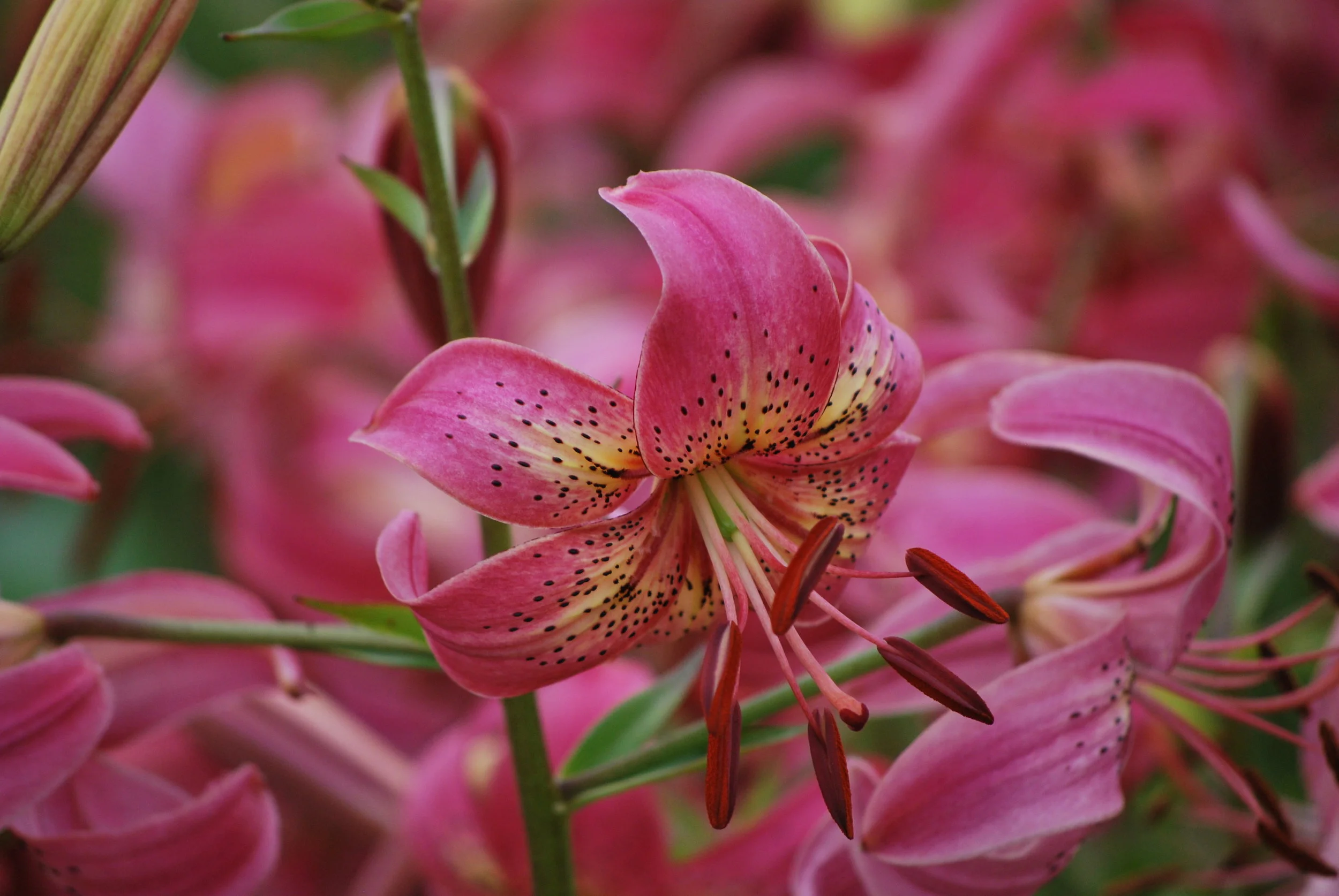 ‘Iowa Rose’ — The Lily Garden