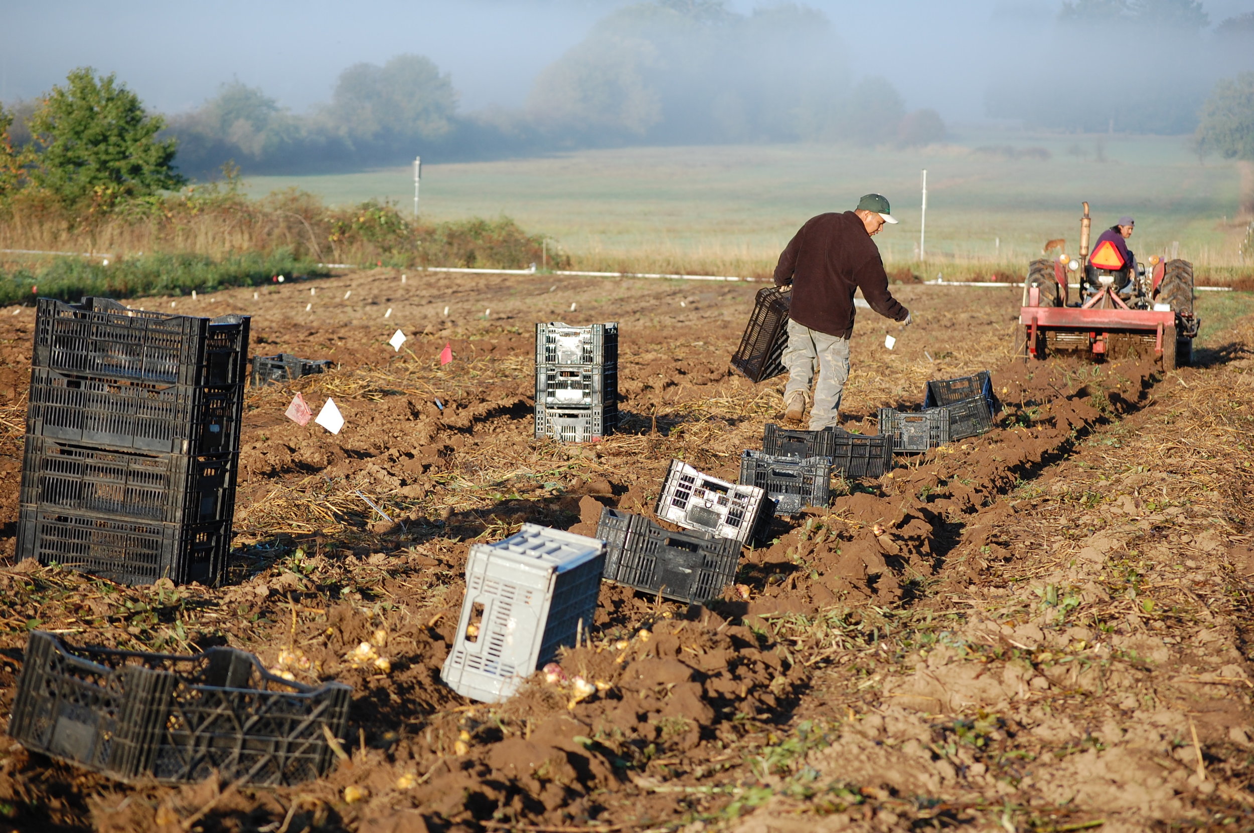 Harvest.SetouttraysDSC_3648.JPG