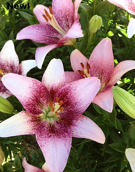 pink blush2.JPG