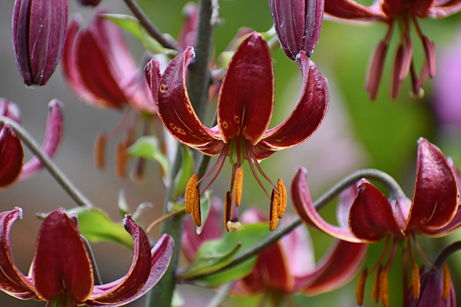 Martagon Lilies - Available in Spring 2024  The Lily Garden