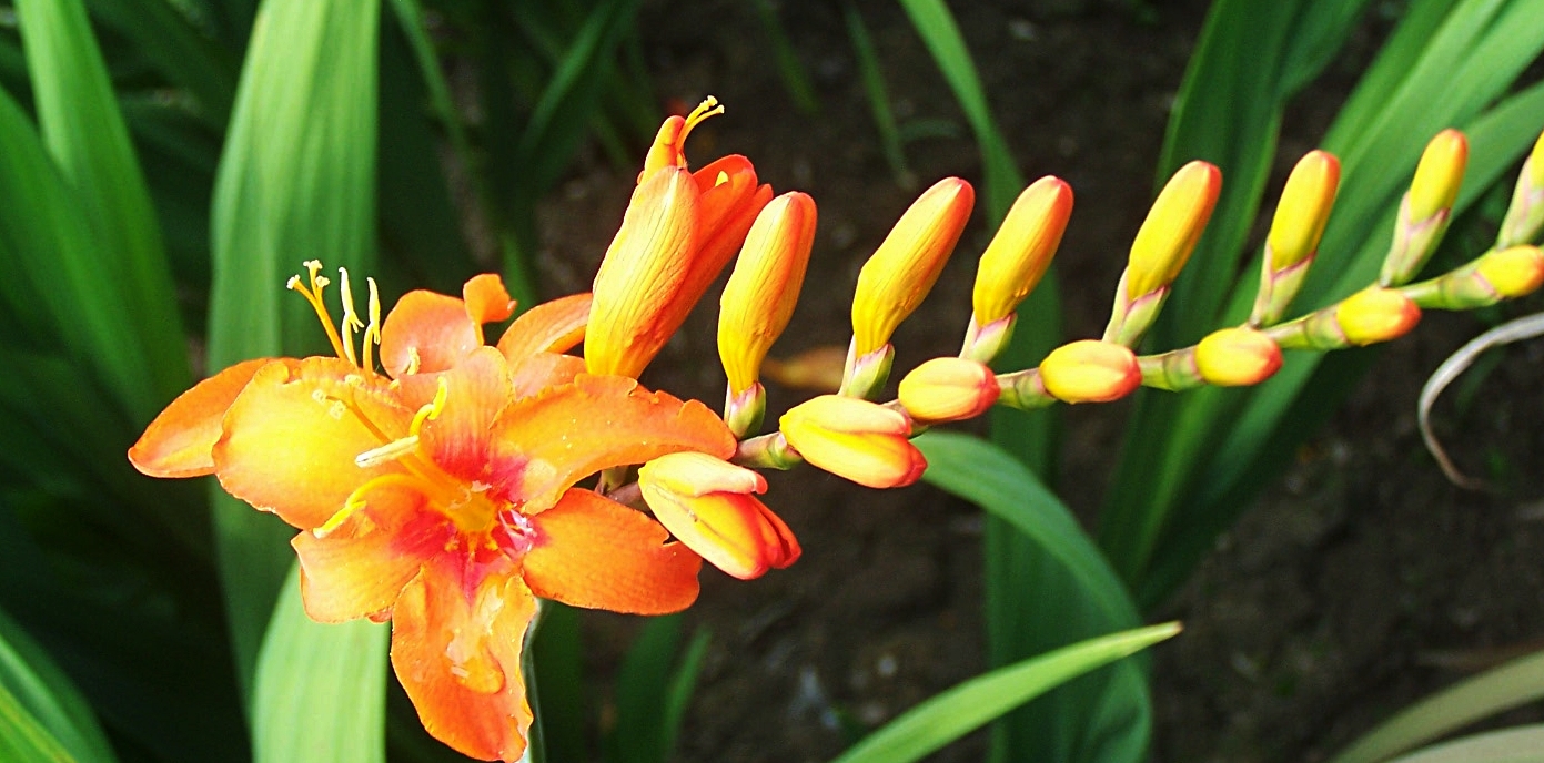 short orange fern hill.JPG