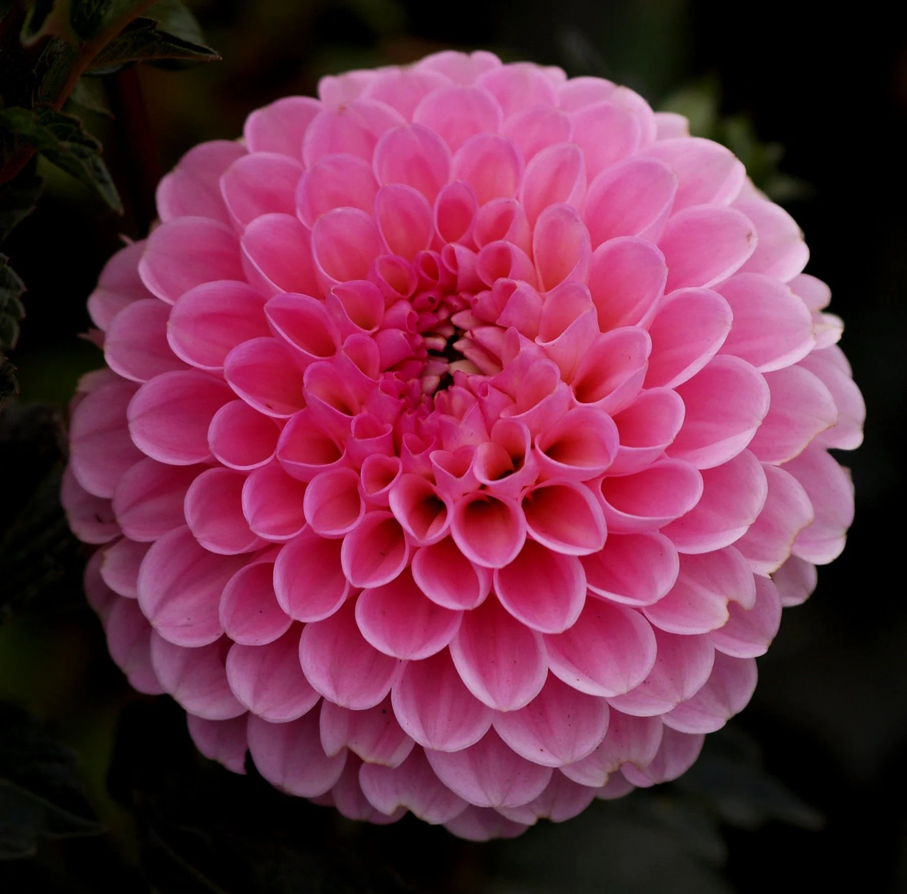 Dahlia+Wizard+of+Oz+P9109372+AY.jpg