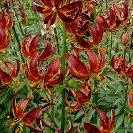 lilium-arabian-knight-1482.jpg