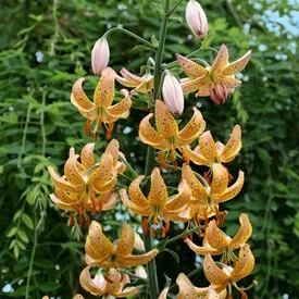 lilium-guinea-gold-1581.jpg