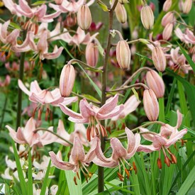 lilium-pink-morning-1409.jpg