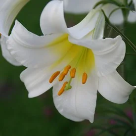 lilium-regale-album-1072.jpg