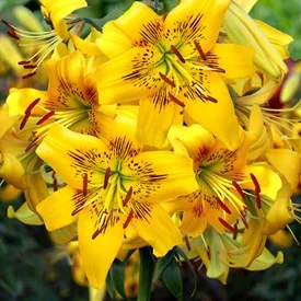 lilium-yellow-bruse-1366.jpg