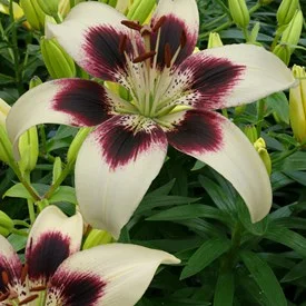 lilium-patricia-s-pride-1027.jpg
