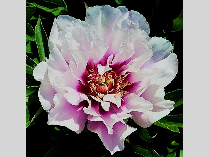 Peonies — The Lily Garden