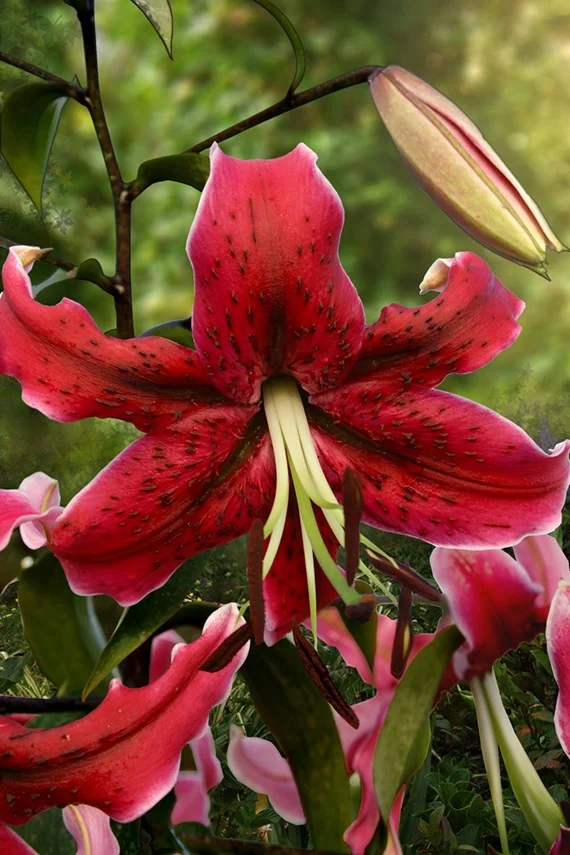 lilium-miss-feya-1390.jpg