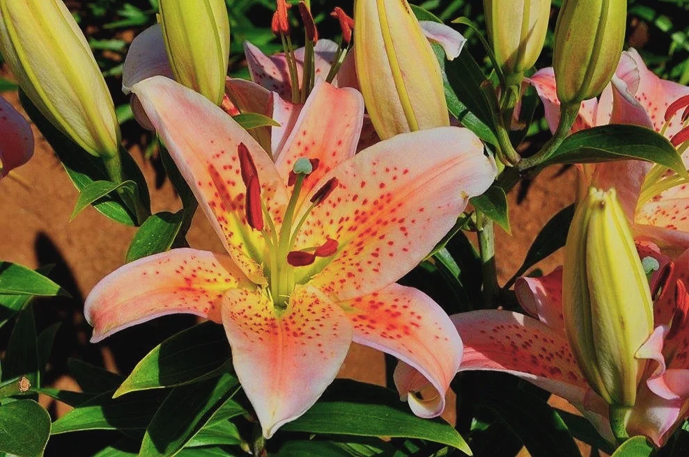 Mak-Leek Specials — The Lily Garden