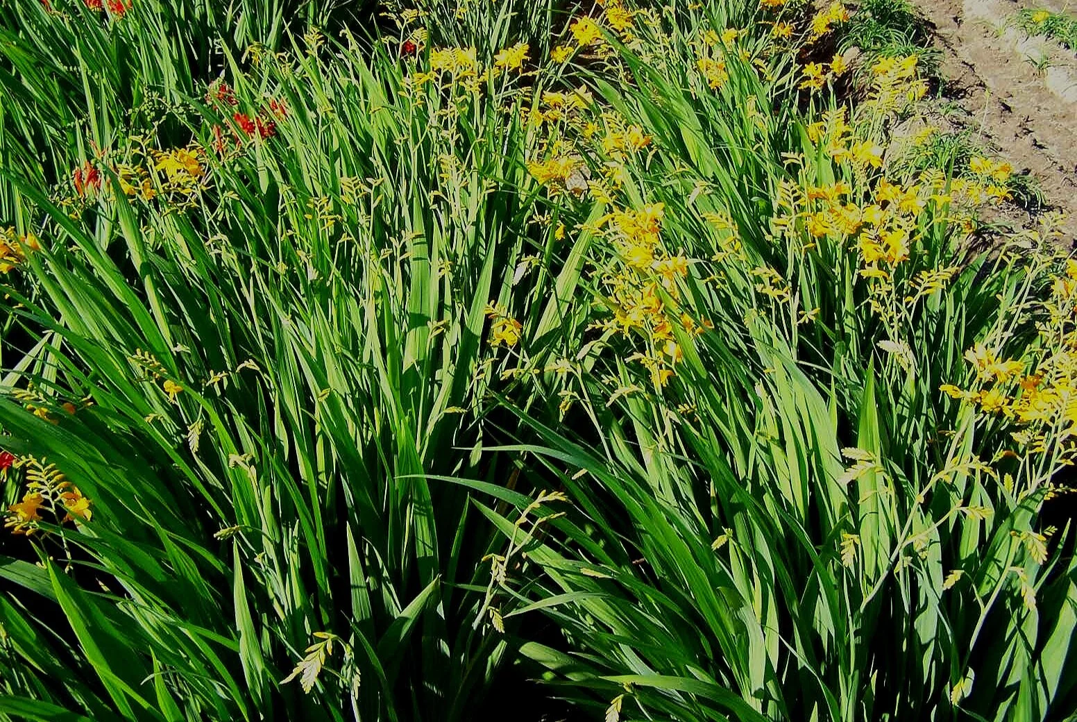 panixpottsii+yellow.jpg