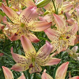 lilium-corsage-1373.jpg
