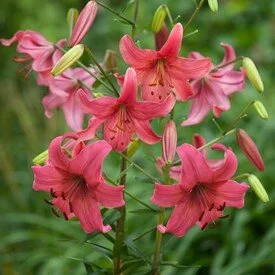 lilium-pink-flight-1043.jpg